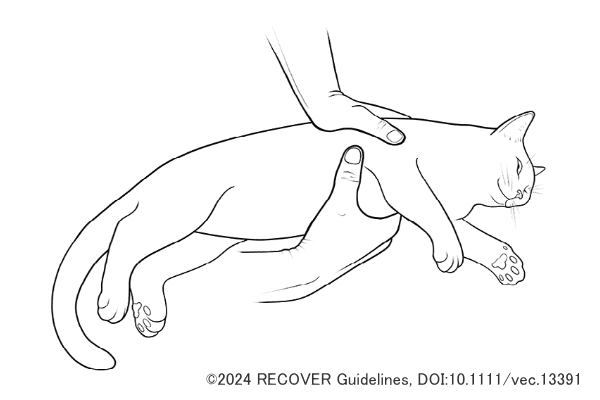 小型犬の心臓マッサージテクニック～片側母指法