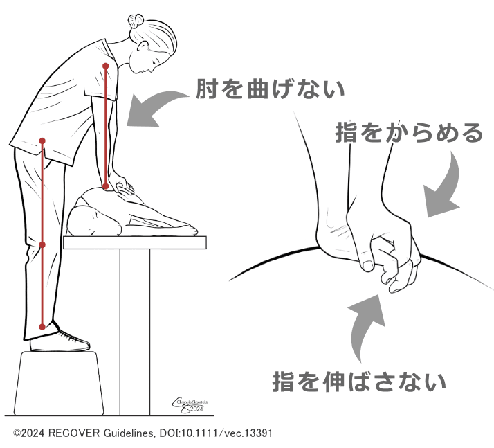 中～大型犬に対する心臓マッサージにおける正しい位置手の置き方