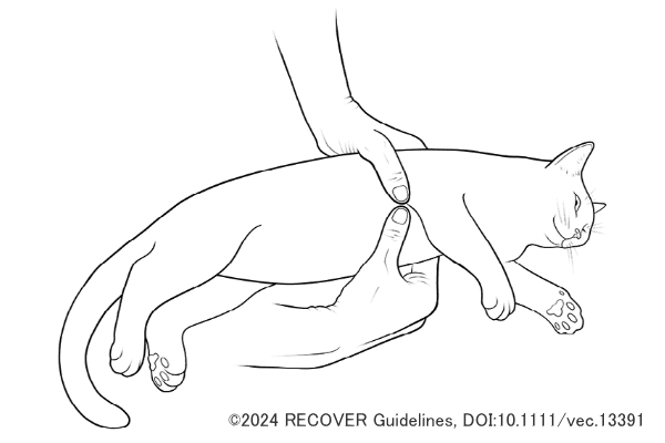 小型犬の心臓マッサージテクニック～両側母指法