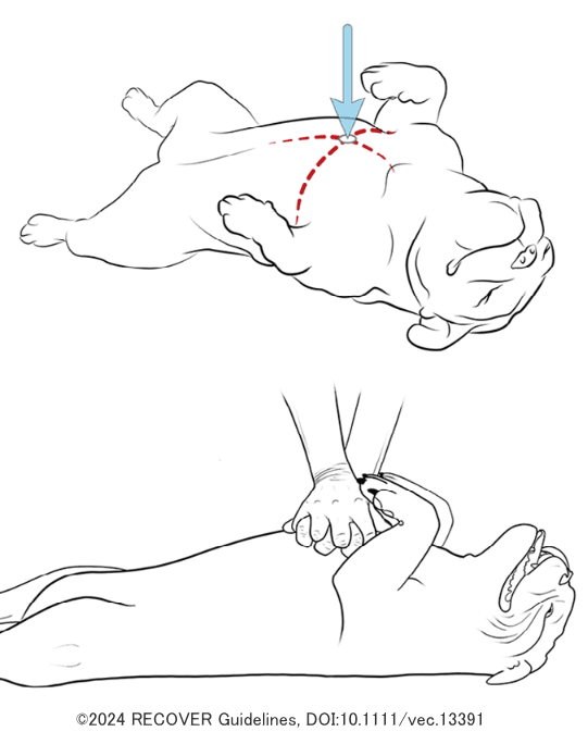 扁平胴型の犬に対する圧迫ポイント模式図