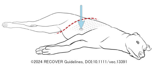 楕円胴型の犬に対する圧迫ポイント模式図