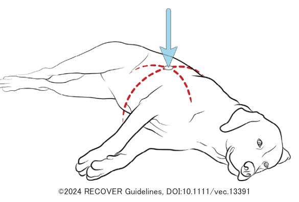 円形胴型の犬に対する圧迫ポイント模式図