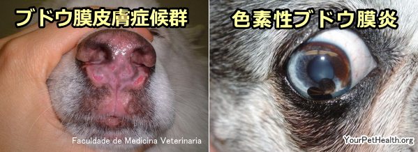 犬のブドウ膜炎 虹彩炎 毛様体炎 脈絡膜炎 症状 原因から治療 予防法まで目の病気を知る 子犬のへや
