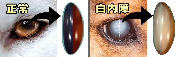 犬の白内障 症状 原因から治療 予防法まで目の病気を知る 子犬のへや