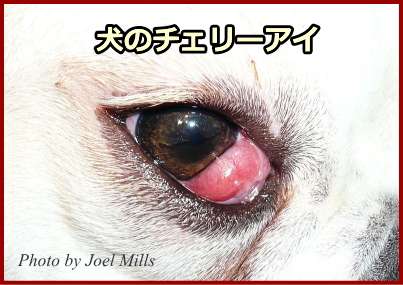 犬のチェリーアイ～目頭から瞬膜が飛び出し、さくらんぼのように丸く飛び出している