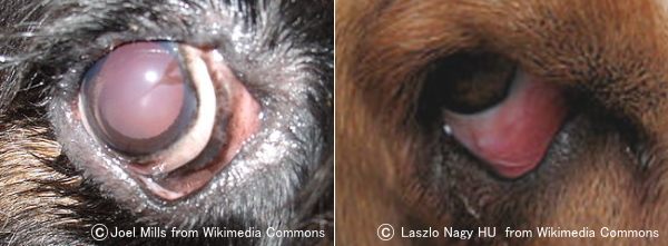 犬の眼瞼外反症 症状 原因から治療 予防法まで目の病気を知る 子犬のへや