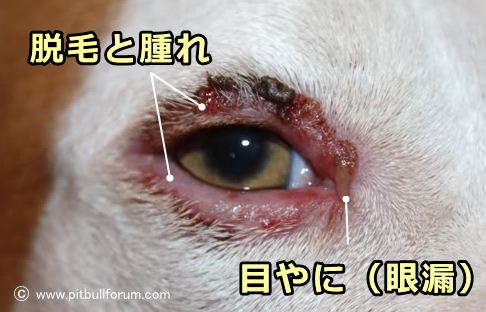 犬の眼瞼炎 症状 原因から治療 予防法まで目の病気を知る 子犬のへや