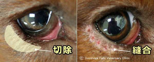 犬の眼瞼内反症 症状 原因から治療 予防法まで目の病気を知る 子犬のへや