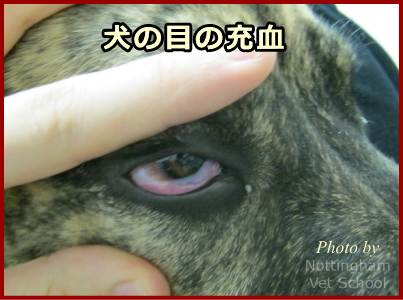 犬の結膜炎 症状 原因から治療 予防法まで目の病気を知る 子犬のへや
