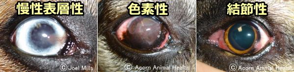 犬の角膜炎 症状 原因から治療 予防法まで目の病気を知る 子犬のへや