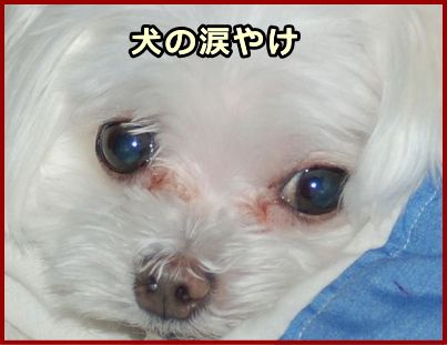 犬の流涙症 涙やけ 症状 原因から治療 予防法まで目の病気を知る 子犬のへや