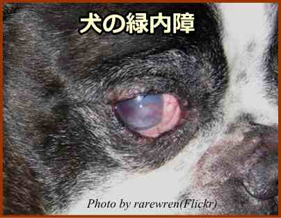 犬の緑内障 症状 原因から治療 予防法まで目の病気を知る 子犬のへや