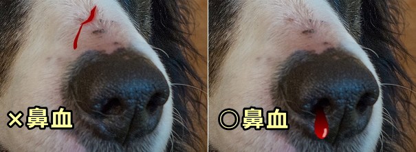 犬の鼻出血 症状 原因から治療 予防法まで鼻の病気を知る 子犬のへや