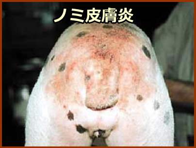 犬のノミ皮膚炎 症状 原因から治療 予防法まで皮膚病を知る 子犬のへや