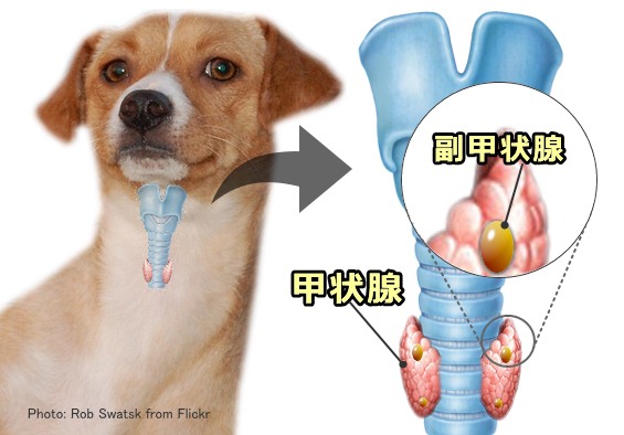 犬の甲状腺機能低下症～症状・原因から治療・予防法まで