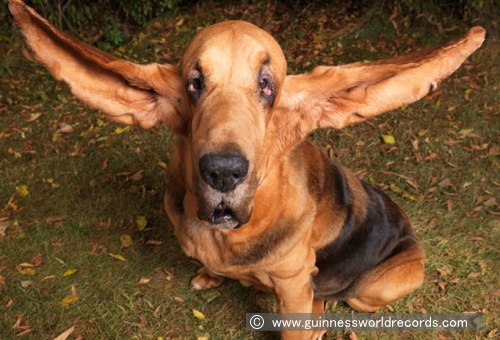 ティガー Tigger 史上最も長い耳を持つ犬 子犬のへや