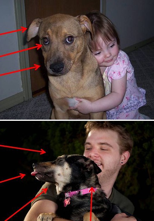 犬は人間に抱っこされるのが嫌いかもしれない 子犬のへや