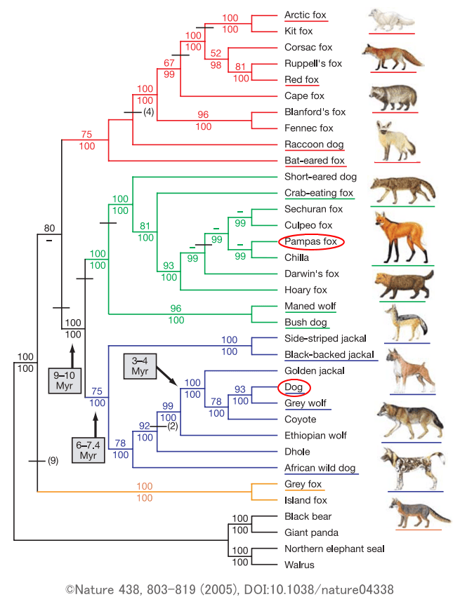 イヌ科動物の系統樹