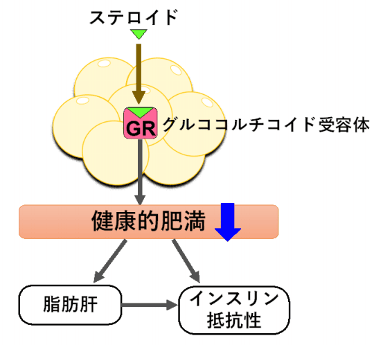 肥満細胞のグルココルチコイド受容体が関わるステロイド性糖尿病の発症メカニズム・模式図