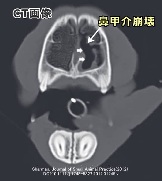 アスペルギルス症を発症した犬の鼻腔における鼻甲介崩壊像