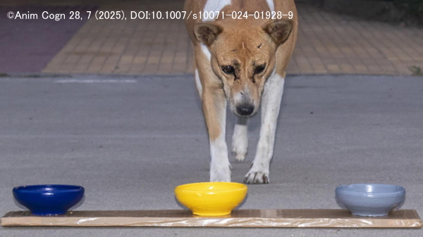 3色ボウルを用いた犬の自発的選好実験