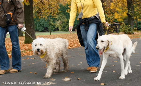犬の散歩に必要な道具 完全ガイド 各グッズのメリットとデメリットを徹底解説 子犬のへや