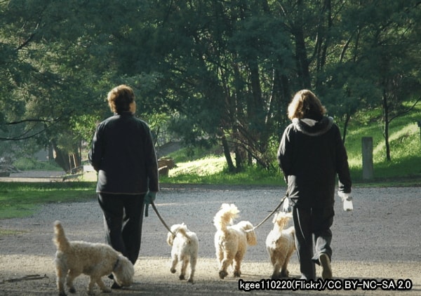犬の散歩マナー完全ガイド 歩道 公園 ドッグランでの法律やルール 子犬のへや