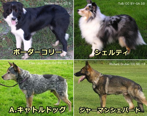 犬の仕事 警察犬から盲導犬まで犬が活躍する現場一覧リスト 子犬のへや