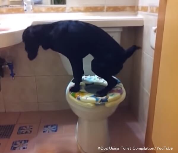 犬のトイレのしつけ ごほうびや囲いを使って効果的に排泄トレーニングをする方法 子犬のへや