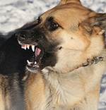 犬の攻撃行動 トレーニングやカウンセリングで咬傷事故を予防する 子犬のへや