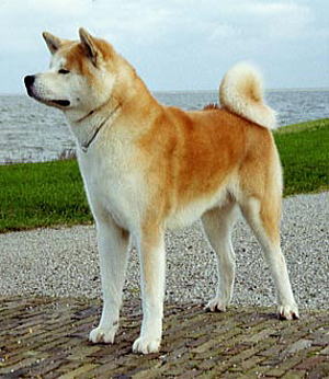 秋田犬 あきたいぬ Japanese Akita 犬種の歴史 特徴 性格から写真 動画まで 子犬のへや