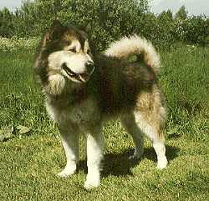 アラスカンマラミュート Alaskan Malamute 犬種の歴史 特徴 性格から写真 動画まで 子犬のへや