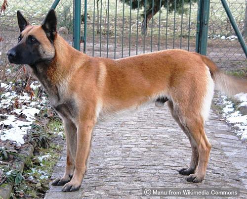 ベルジアンマリノア Belgian Malinois 犬種の歴史 特徴 性格から写真 動画まで 子犬のへや