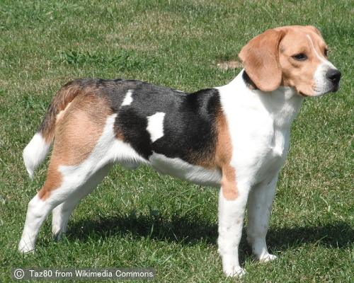 ビーグル Beagle 犬種の歴史 特徴 性格から写真 動画まで 子犬のへや