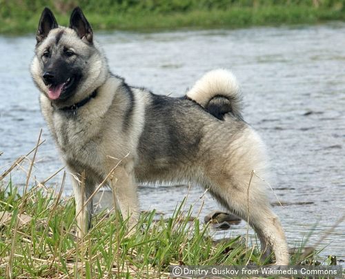 ノルウェジアンエルクハウンド Norwegian Elkhound 犬種の歴史 特徴 性格から写真 動画まで 子犬のへや