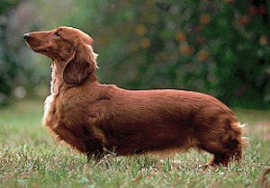 スタンダードダックスフント Standard Dachshund 犬種の歴史 特徴 性格から写真 動画まで 子犬のへや
