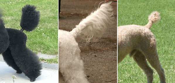 犬のトリミングの仕方 完全ガイド 被毛タイプ別に見るセルフカットの方法 子犬のへや