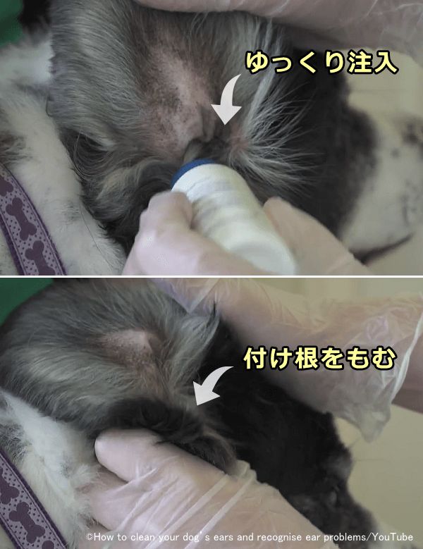 犬の耳掃除の仕方 完全ガイド 耳垢の取り方から耳洗浄 耳毛の抜き方まで 子犬のへや