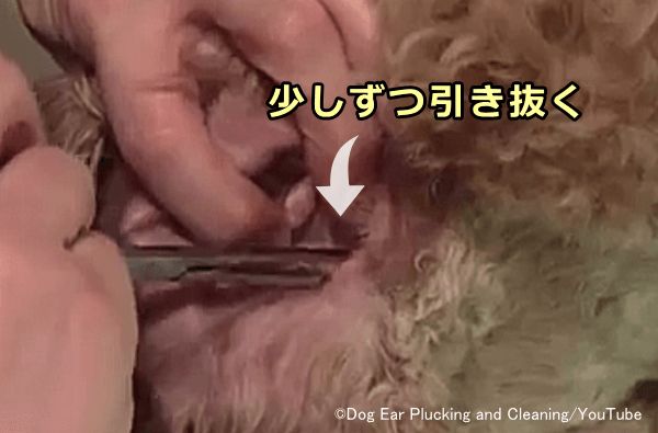 犬の耳掃除の仕方 完全ガイド 耳垢の取り方から耳洗浄 耳毛の抜き方まで 子犬のへや