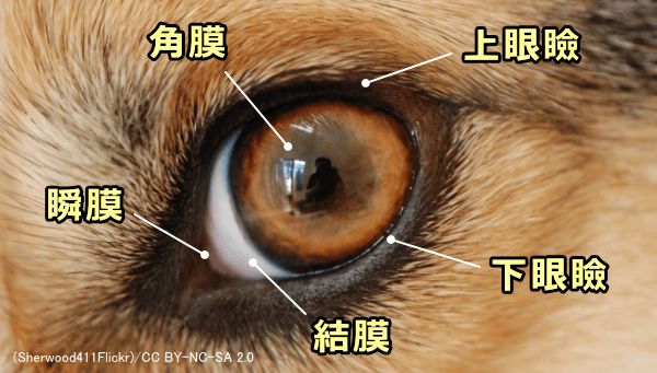 犬の涙やけの取り方と目薬のさし方・完全ガイド