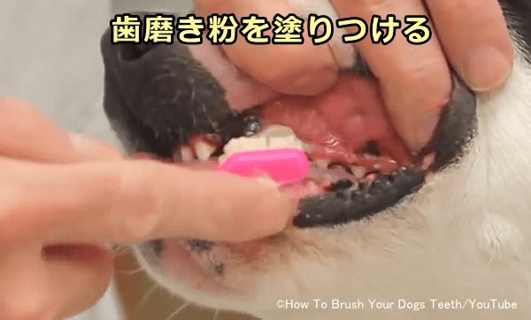 犬の歯磨きの仕方 完全ガイド 準備 コツから嫌がるときの対処法まで 子犬のへや