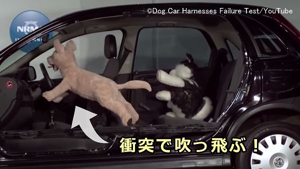 犬と車に乗るときの安全ガイド 事故を予防して旅行やドライブを楽しむための注意点 子犬のへや