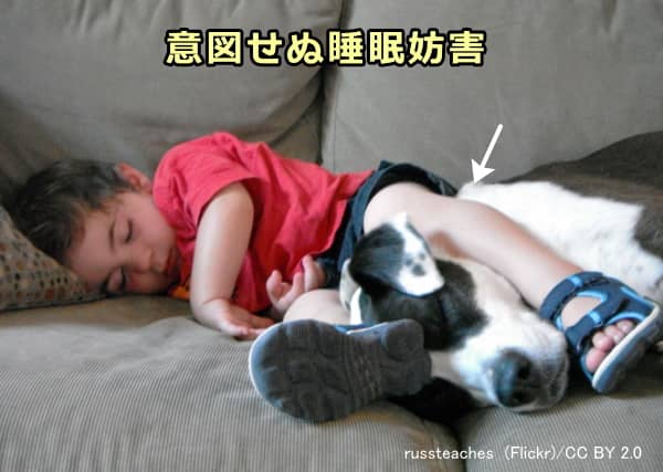 犬の睡眠 完全ガイド 一緒に寝る時の注意点から安眠の工夫まで 子犬のへや