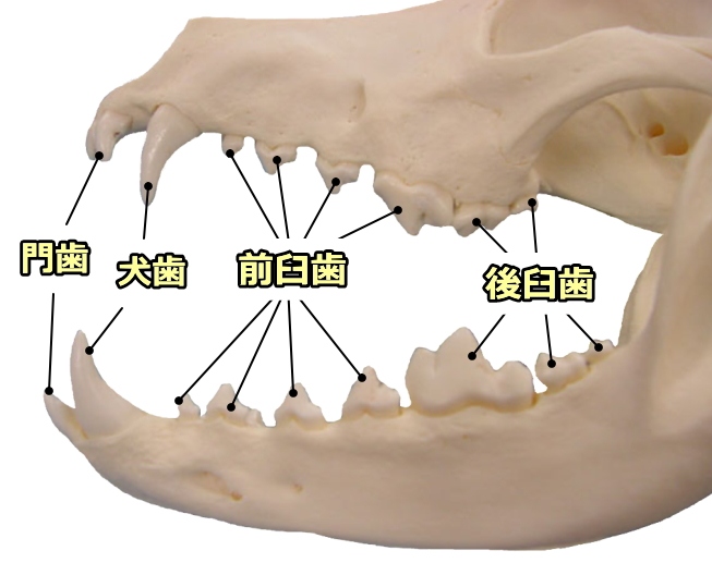 犬の歯と口 完全ガイド 構造 数から歯並び かみ合わせまで図解 子犬のへや