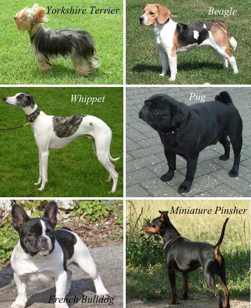 シングルコートとして知られる犬種一覧