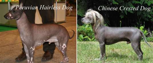 犬の毛 完全ガイド 色や毛質から模様のパターンまで図解 子犬のへや