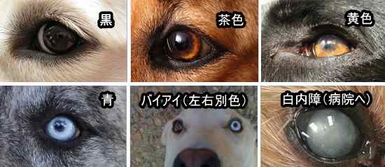 犬の目と視力 完全ガイド 眼球の構造から色の見え方 焦点調整能力までを図解 子犬のへや