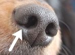 犬の鼻と嗅覚 完全ガイド 構造 機能から鼻を生かした仕事まで図解 子犬のへや