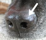 犬の鼻と嗅覚 完全ガイド 構造 機能から鼻を生かした仕事まで図解 子犬のへや